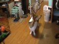 Buster the Pembroke Welsh Corgi and his Tricks! Pembroke Welsh Corgi
