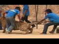 tiger temple- illegal trade, animal cruelty & visitor safety risks

following the worldwide broadcast of the two-part documentaries by animal planet, the tiger temple in kanchanaburi, thailand, has become a popular tourist destination that attracts hundreds of tourists daily

the tiger temple's success is based around claims that its tigers were rescued from poachers, and live and move  freely and peacefully amongst the temple's monks, who are actively engaged in conservation and rescue work. 

prompted by concerns raised by tourists and tiger temple volunteer workers, care for the wild international's (cwi) investigation uncovered disturbing evidence of serious conservation and animal welfare concerns, including 
- illegal tiger trafficking
- systematic physical abuse of the tigers held at the temple, and 
- high risk interactions between tigers and tourists. 

for more information visit,
www.careforthewild.org
or download cwi's report at
http://www.careforthewild.com/projects.asp?detail=true&i_id=580&mypage=reports
