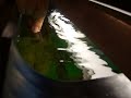 Opaline & Pearl gouramis