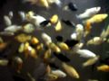 Peixes ornamentais ,eram apenas 12molinésia,reproduziram-se e são 300molinésia 