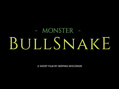 YouTube reptile video