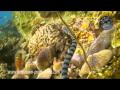 underwater videographer - diving koh tao