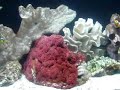 72 Gallon Salt Water Tank 72 Gallon Salt Water Tank