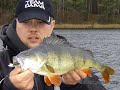 Kapitale Barsche - by www.baitcaster.de Perch Perche Baars Kapitale Barsche - by www.baitcaster.de Perch Perche Baars