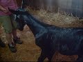 Akhal-Teke colt, Alav\