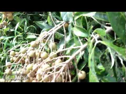 how to fertilize longan tree