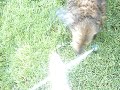 Dashhound ft. Sprinker