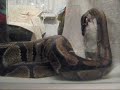 W?? Pyton kr�lewski \"Tytus\" zjada chomika, Python regius