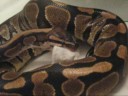 Wąż Pyton królewski Tytus zjada chomika, Python regius