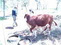 Pampa jugando