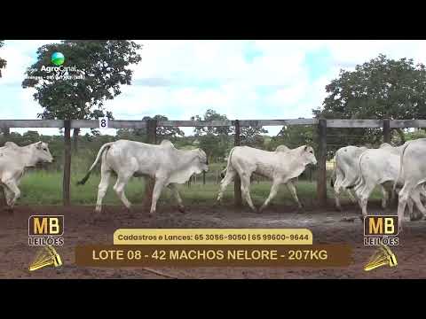 543� LEIL�O VIRTUAL MB LEIL�ES