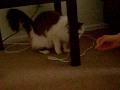 videos de Luna fetches a paper ball