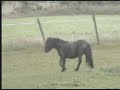 Shetland Ponies! Shetland Ponies!