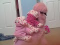 Webkinz Love Puppy Twins Webkinz Love Puppy Twins