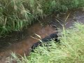 Diesel is een waterkoe Diesel is een waterkoe