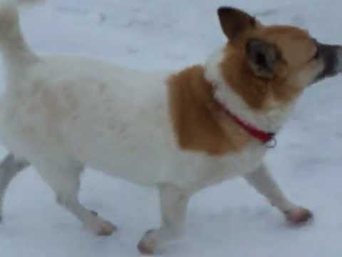 Daisy