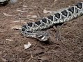 Diamondback Rattler