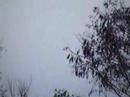 Ptaki/Birds