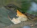 Save Ridgewood Reservoir (revised intro) Save Ridgewood Reservoir (revised intro)