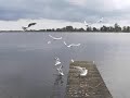 meeuwenballet meeuwenballet
