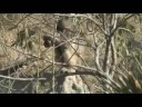 Baboons