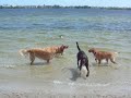 T and S at doggie park