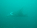 5m wide manta ray