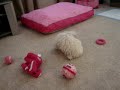 westie Wrestling match