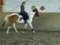 Mein Pferd Eddi Mein Pferd Eddi