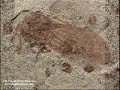 fossil music video