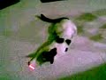 My cat Lily My cat Lily