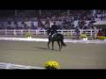 2008 Devon Dressage Dutch Warmblood Gelding Shows Grand Prix Dressage