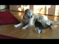 Hund und Katze beim Spielen - Katze greift Hund an