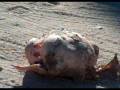 Shooting a Frozen Turkey 3