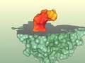 Vitamin D receptor molecular surface