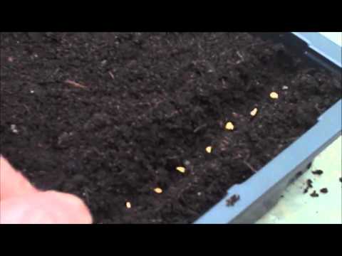 how to grow nm green chile