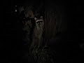 Raccoon in the Garden