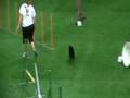 Schipperke Gory Bergerac Helsinki team jumping