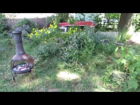 how to transplant ironweed