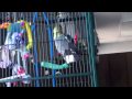 Cockatiel yells at his foot