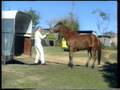 John Pinnell Master Horseman 'Trailering Your Horse'.
