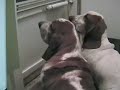Hounds from Hell