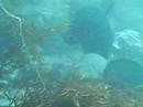 cr sortie chasse sous marine avec pascal abord de saint malo