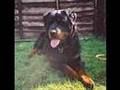 Dizzys Rotts in Need