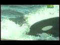 Killer Clips- Awesome Whale Attack!