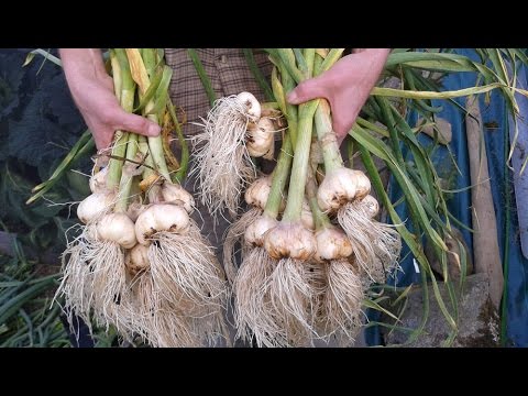 how to harvest shallots