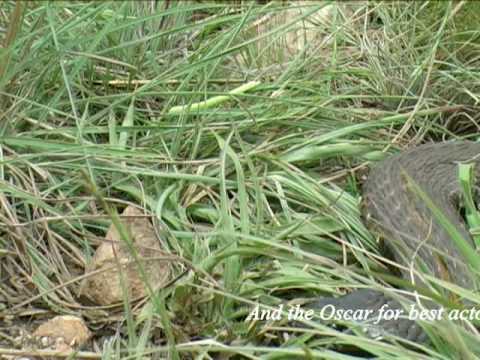Spitting Cobra