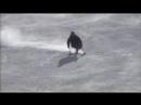 Monoskis in Crested Butte