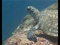 Hawsbill Turtle