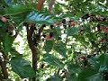Dwarf Black Mulberry 4